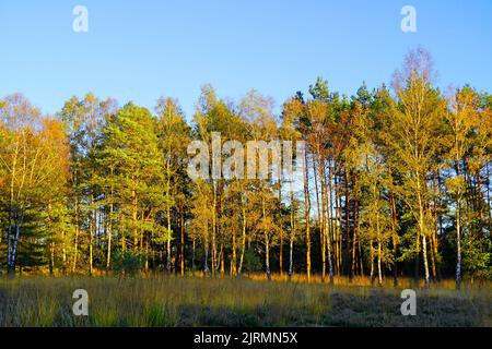 Sentier de randonnée dans la nature en automne. Banque D'Images