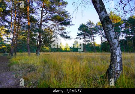 Sentier de randonnée dans la nature en automne. Banque D'Images