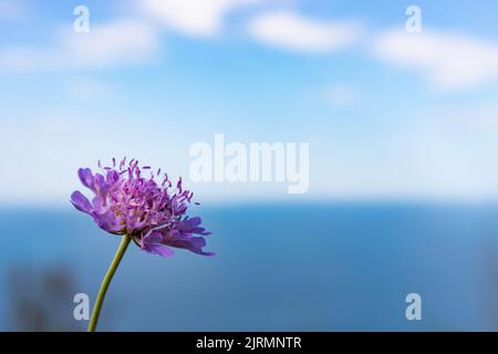 Scabiosa atropurpurea Sweet scabiosa avec de petites fleurs violettes. Photo de haute qualité Banque D'Images