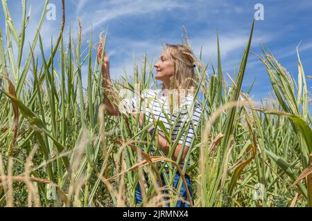 Une femme dans un champ de maïs contrôle les plantes contre un ciel bleu Banque D'Images