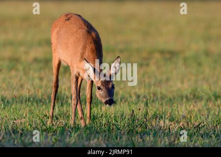 Cerf de Virginie femelle debout sur un pré et pâturage, été, rhénanie du Nord westphalie, allemagne, (catreolus catreolus) Banque D'Images