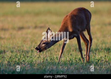 Cerf de Virginie femelle debout sur un pré et pâturage, été, rhénanie du Nord westphalie, allemagne, (catreolus catreolus) Banque D'Images