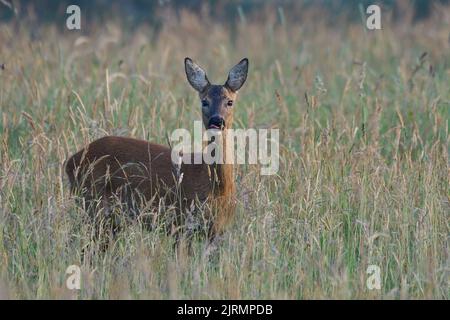 Cerf de Virginie femelle debout dans un pré en herbe et en apparence, été, Rhénanie du Nord westphalie, allemagne, (catreolus catreolus) Banque D'Images