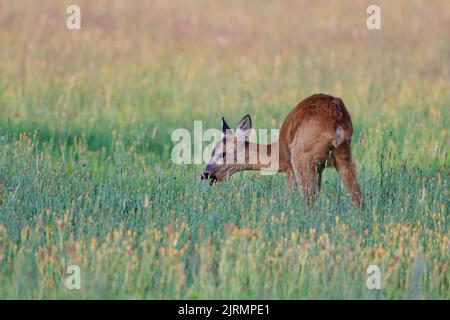 Cerf de Virginie femelle debout sur un pré et pâturage, été, rhénanie du Nord westphalie, allemagne, (catreolus catreolus) Banque D'Images