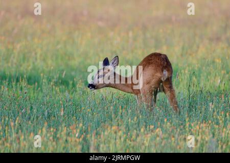 Cerf de Virginie femelle debout sur un pré et pâturage, été, rhénanie du Nord westphalie, allemagne, (catreolus catreolus) Banque D'Images