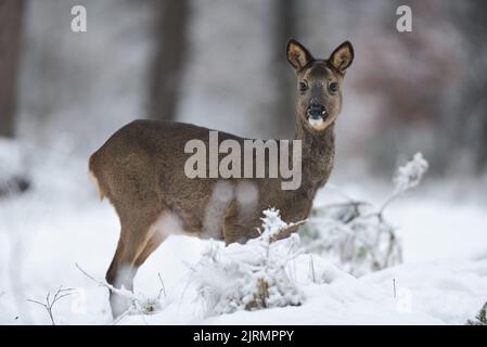 Cerf de Virginie femelle debout sur un pré forestier dans la neige et regarder, hiver, Basse-saxe, allemagne, (catreolus catreolus) Banque D'Images