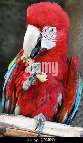 Langenreichenbach, Allemagne. 24th août 2022. Dans une volière dans le parrot et le chantier de kangourou, la macaw rouge foncé de 15 ans de Mike Schmidt, éleveur de loisirs, obtient de petits os de volaille comme gâteries à grignoter. Les perroquets, qui sont originaires de l'Amérique du Sud, sont parmi de nombreuses espèces différentes de perroquets, perroquets et cacatoès que Mike Schmidt garde dans ses volières avec sa femme. Il a été l'élevage des oiseaux colorés pendant plus de 30 ans en plus de son travail de conducteur et ouvre ses portes de ferme aux visiteurs jeunes et vieux. Credit: Waltraud Grubitzsch/dpa-Zentralbild/dpa/Alay Live News Banque D'Images