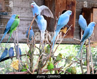 Langenreichenbach, Allemagne. 24th août 2022. Dans une volière du perroquet et du chantier kangourou de l'éleveur de loisirs Mike Schmidt, des paraquets et des copains bleus s'assoient sur un buisson. Les oiseaux colorés sont parmi de nombreuses espèces différentes de perroquets, perroquets et cafards que Mike Schmidt garde dans ses volières avec sa femme. Il a été l'élevage des oiseaux colorés pendant plus de 30 ans en plus de son travail de conducteur et ouvre ses portes de ferme aux visiteurs jeunes et vieux. Credit: Waltraud Grubitzsch/dpa-Zentralbild/dpa/Alay Live News Banque D'Images