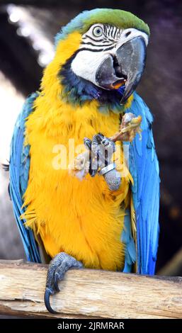 Langenreichenbach, Allemagne. 24th août 2022. Dans une volière dans le parrot et le chantier de kangourou, la Macaw de quatre ans à la poitrine jaune de Mike Schmidt, éleveur de loisirs, obtient de petits os de volaille comme des friandises sur lesquelles il faut grignoter. Les perroquets, originaires d'Amérique du Sud, sont parmi de nombreuses espèces de perroquets, perroquets et cacatoès que Mike Schmidt garde dans ses volières avec sa femme. Il a été l'élevage des oiseaux colorés pendant plus de 30 ans en plus de son travail de conducteur et ouvre ses portes de ferme aux visiteurs jeunes et vieux. Credit: Waltraud Grubitzsch/dpa-Zentralbild/dpa/Alay Live News Banque D'Images