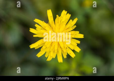 La fleur de Tragopogon orientalis, nom commun de la barbe de chèvre orientale Banque D'Images