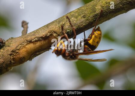 L'européen est hornet décapant l'écorce Banque D'Images