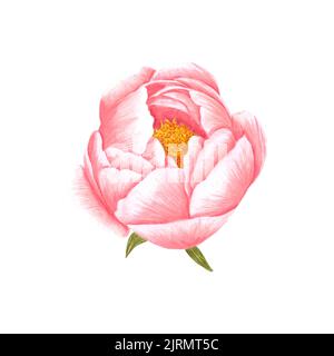 Fleur de pivoine rose aquarelle dessinée à la main sur fond blanc. Scrapbook, poster typographique, étiquette, bannière, carte postale Banque D'Images