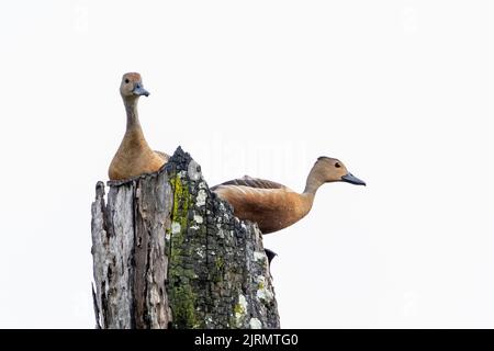 Deux petits canards à sifflement mignon perchés sur un arbre coupé sur un fond blanc Banque D'Images