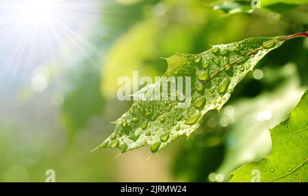 Gouttes d'eau sur la feuille de chêne gros plan.fond naturel. Banque D'Images