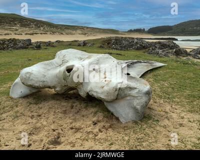 Os du crâne de baleine à ailettes (Balaenoptera physalus) morte sur la plage de Kiloran, île de Colonsay, Écosse, Royaume-Uni Banque D'Images