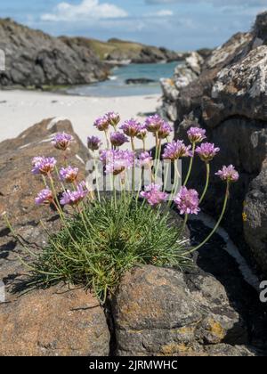 Plante de thrift de mer ( Armeria maritima ) avec des fleurs roses qui poussent sur des rochers près de la plage de Strand, île de Colonsay, Écosse, Royaume-Uni. Banque D'Images