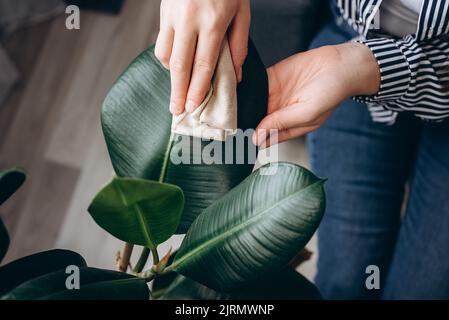 Vue de dessus des mains de femmes essuyant la poussière des grandes feuilles vertes de la plante à la maison. Une jeune femme imreconnaissable nettoie les plantes d'intérieur, prend soin des feuilles. Banque D'Images