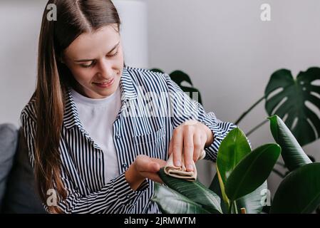 Gros plan de la jeune femme souriante essuyant la poussière des grandes feuilles vertes de plante. Une femme millénaire positive qui s'occupe nettoie les plantes d'intérieur, prend soin de la feuille. Gar Banque D'Images