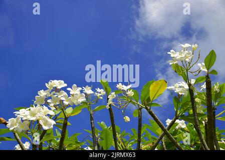 Plumeria en fleurs avec ciel bleu sur l'arrière-plan. Banque D'Images