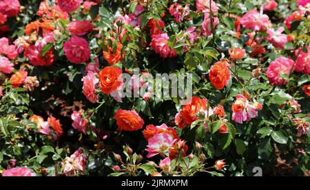 Les rosiers de conte de fées de Grimm Brother fleurissent avec des fleurs et des bourgeons de pin et d'orange en été à Hales Corners, Wisconsin, États-Unis Banque D'Images