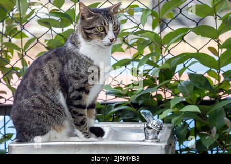 Chat de maquereau ereau erré assis sur le distributeur d'eau de drinkwater à l'extérieur Banque D'Images