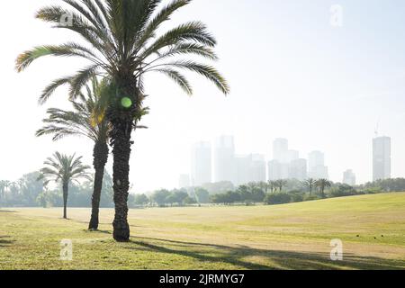 Lumière du soleil d'été matinale sur un parc de la ville arbres et pelouse. Tours de ville en arrière-plan. Banque D'Images