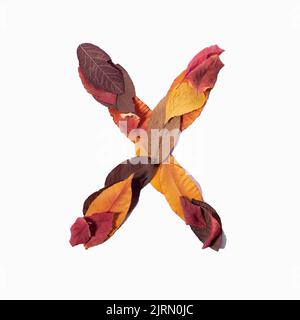 Les feuilles d'automne de la lettre X s'isolent sur fond blanc. Banque D'Images