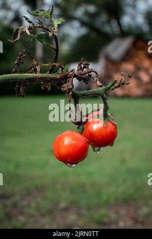 Un gros plan de tomates cerises avec de la rosée sur la brousse Banque D'Images