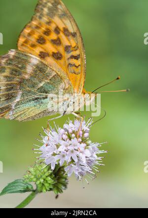 Silver Washed Fritillary Butterfly Argynnis paphia, se nourrissant de la fleur de menthe d'eau, Mentha aquatica, avec Proboscis Extended New Forest UK Banque D'Images