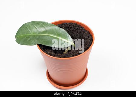 Planté dans un pot avec terre, les boutures de la plante de la maison jasmin stephanotis. Banque D'Images