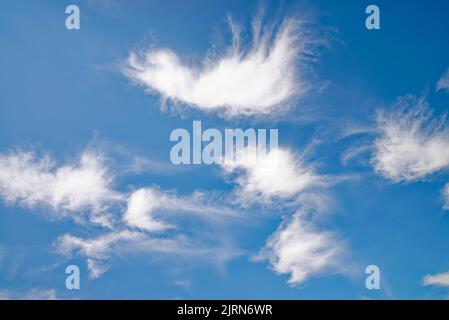 Formes irrégulières abstraites aléatoires formées par des nuages blancs de haute altitude wispy contre un ciel bleu profond Banque D'Images