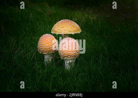 Trois champignons poussant à l'état sauvage dans l'herbe en Caroline du Nord rurale Banque D'Images