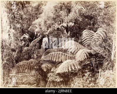 Fougères - Waitakerei - Auckland, 1880s, Dunedin, par Burton Brothers. Banque D'Images