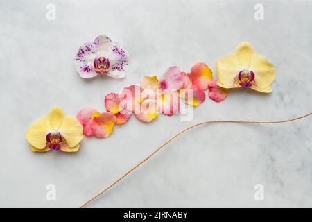 Orchidées et pétales de rose STILL Life avec décoration en bois sur fond de marbre gris clair. Célébration, style de vie et spa design et concept. Banque D'Images