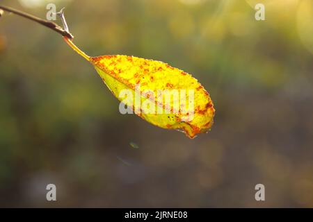 Recentrer la dernière feuille jaune accrochée à la branche de l'arbre sur un arrière-plan flou des bois de la fin de l'automne. Symbole de la fin de l'automne pluvieux. Automne ensoleillé. Sortie Banque D'Images