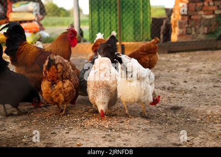 Défie les poulets en train de manger du grain. Les poules ont de la nourriture dans la ferme. Poule domestique sans pâturage dans une ferme biologique traditionnelle de volaille en liberté. Poulet adulte avec Banque D'Images