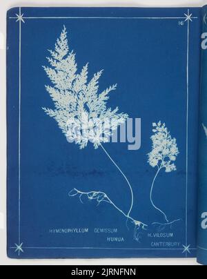 Hymenophyllum Demissum. De l'album: New Zealand fougs. 148 variétés, 1880, Auckland, par Herbert Dobbie. Banque D'Images