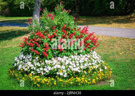 Différentes fleurs dans un grand pot Banque D'Images