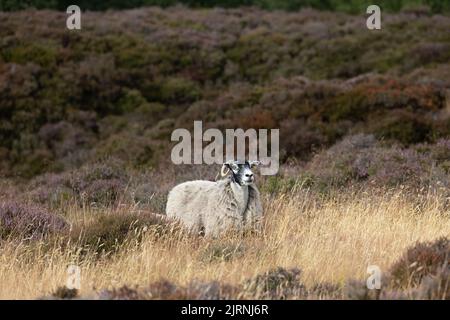 Moutons domestiques (Ovis aries) sur le landes de bruyère Derbyshire UK GB août 2022 Banque D'Images