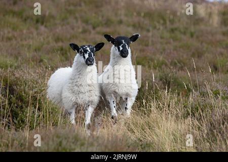 Moutons domestiques (Ovis aries) agneaux sur la lande de bruyère Derbyshire UK GB août 2022 Banque D'Images