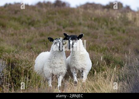 Moutons domestiques (Ovis aries) agneaux sur la lande de bruyère Derbyshire UK GB août 2022 Banque D'Images