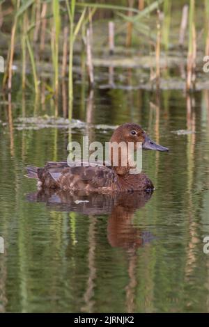 Common Pochard (Aythya ferina) femelle Norfolk UK GB juin 2022 Banque D'Images