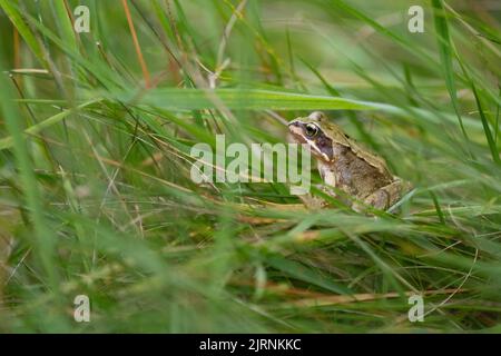 La grenouille commune (Rana temporaria) se cachant dans de l'herbe longue dans la zone non coupée de la pelouse dans le jardin sauvage - Royaume-Uni Banque D'Images