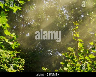 La lumière du soleil de la fin de l'été traverse les arbres sur une voie mystique. Banque D'Images