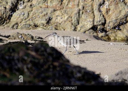 Curlew à la recherche de nourriture dans une plage rocheuse du nord du portugal