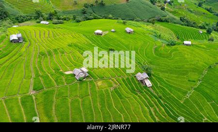 Vue aérienne du champ ondulé vert par beau temps. Belle zone verte de jeunes rizières ou terres agricoles dans la saison des pluies du nord de la Thaïlande. Banque D'Images