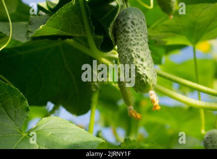 Légume vert unique de concombre mûr frais croissant sur une plante en serre dans un jardin en été. Banque D'Images