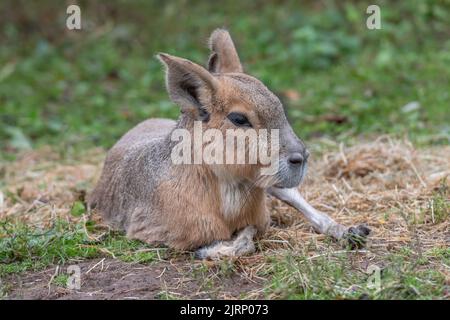 Mara couché sur le sol Banque D'Images