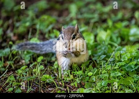 Mignon petit chipmunk manger des amandes parmi les plantes de charlie rampant dans une cour à Taylors Falls, Minnesota États-Unis. Banque D'Images