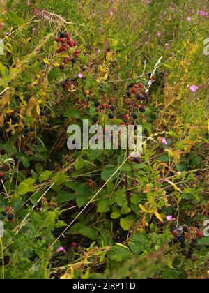 Mûres, mûres, sauvages, haies, billes de fer, petits fruits à bosse, prairies, zones sauvages, végétation, fleurs sauvages, fleurs de prairie, naturelles Banque D'Images